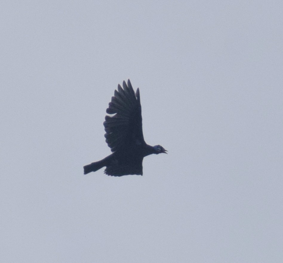 Bare-necked Fruitcrow - ML638160023