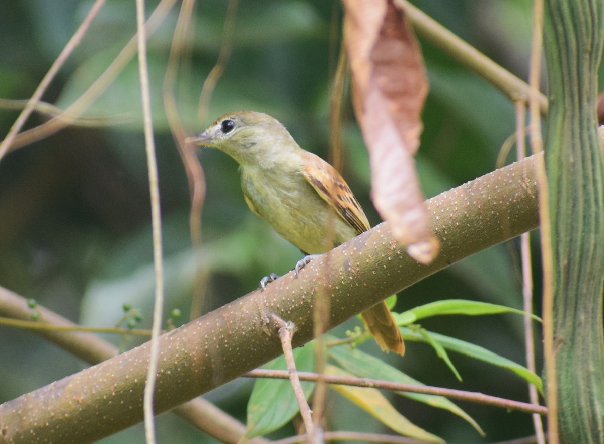 White-winged Becard - ML638160025