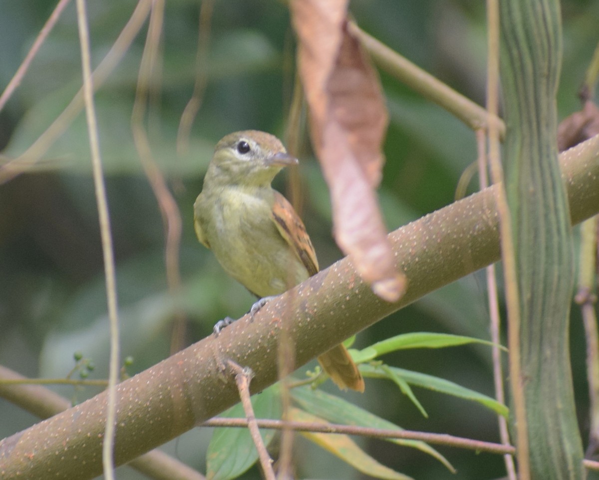 White-winged Becard - ML638160026