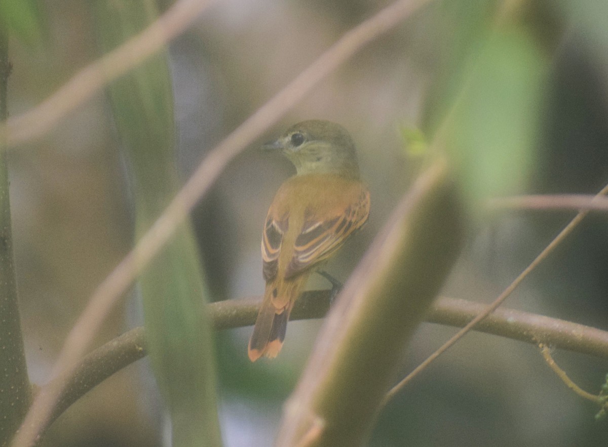 White-winged Becard - ML638160027
