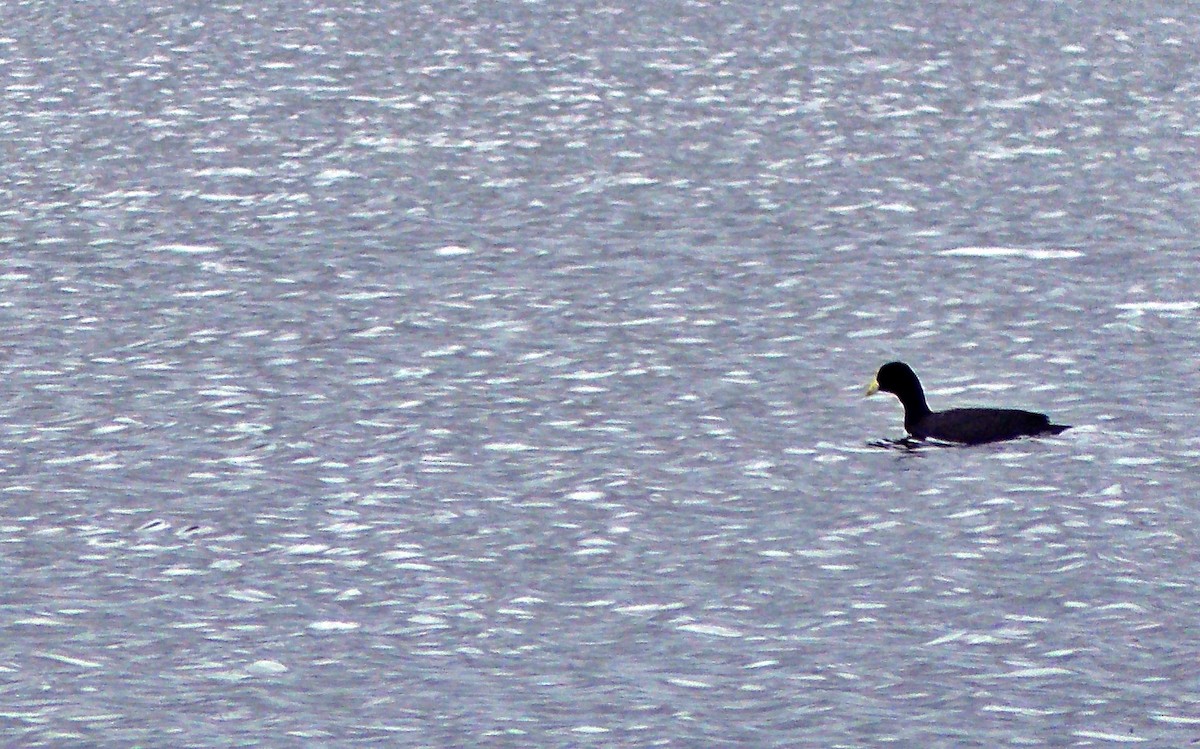White-winged Coot - ML638160033
