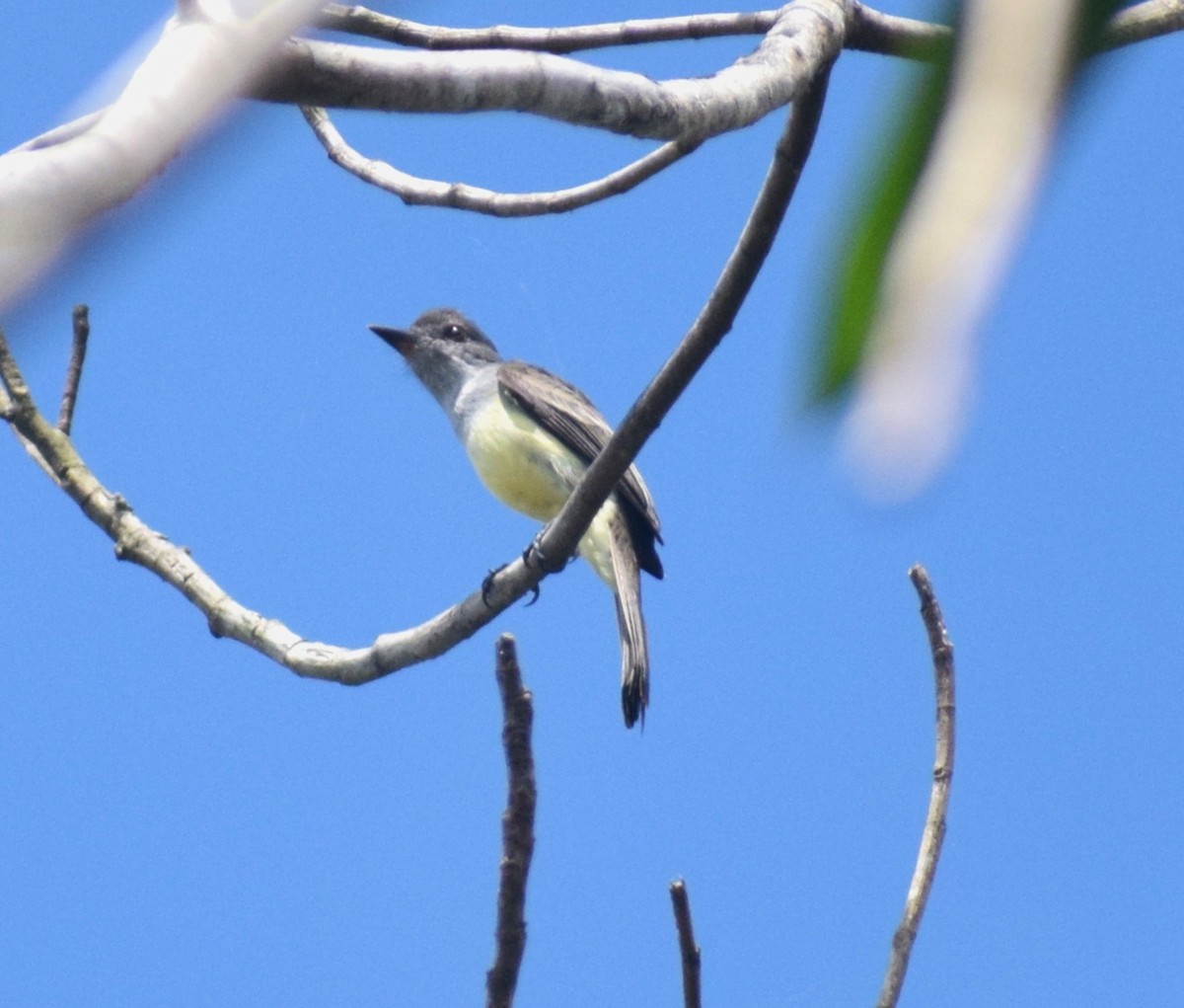 Short-crested Flycatcher - ML638160036