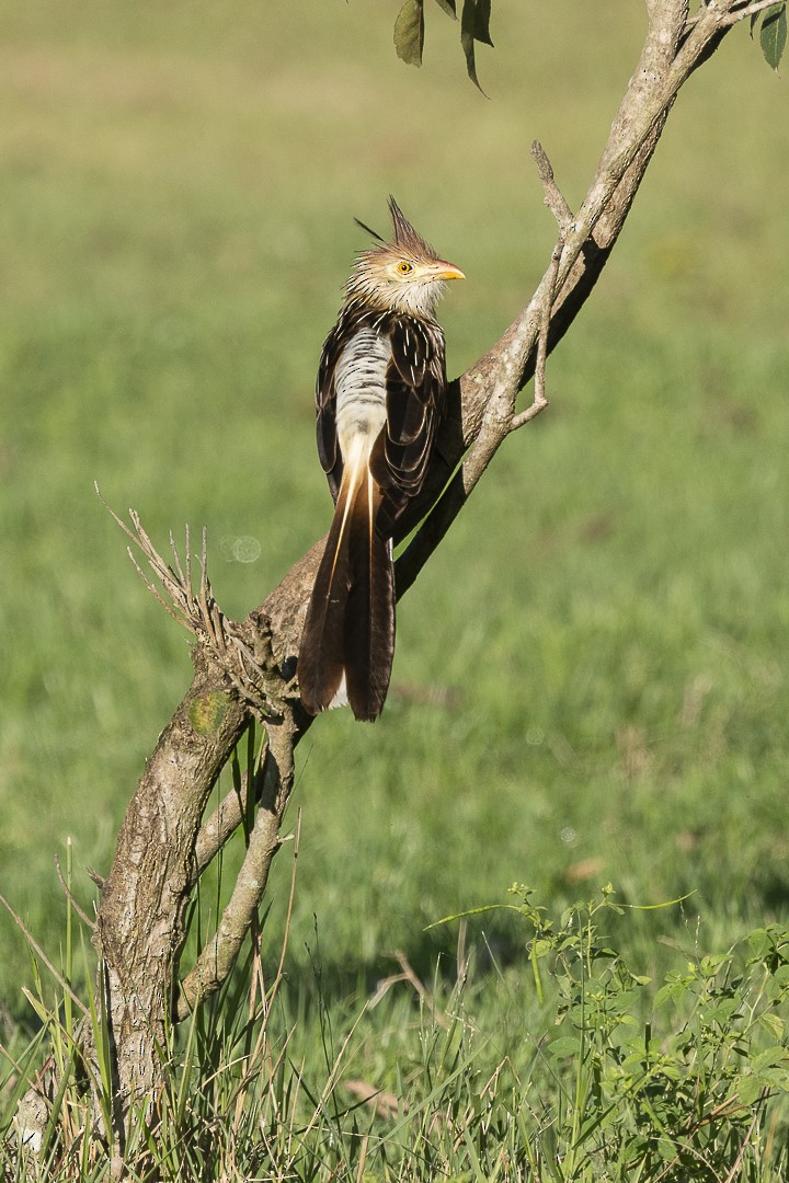 Guira Cuckoo - ML638160067