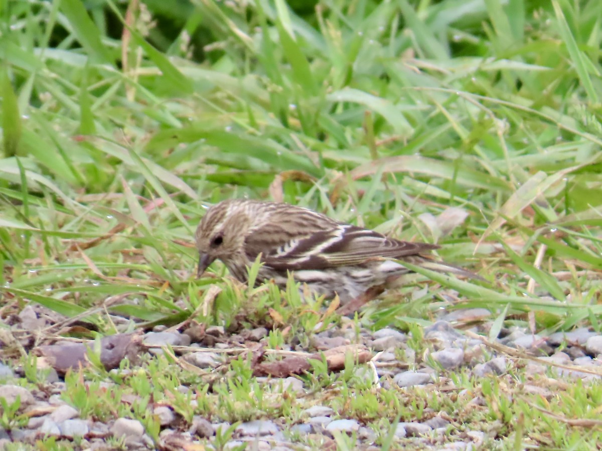 Pine Siskin - ML638160079