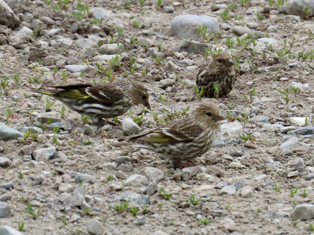 Pine Siskin - ML638160080