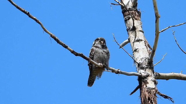 Northern Hawk Owl - ML638160145