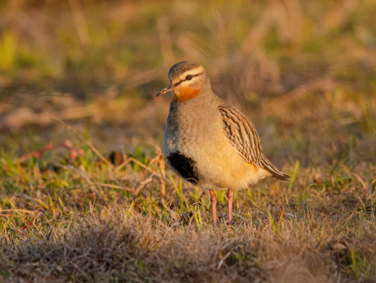 Tawny-throated Dotterel - ML638160152