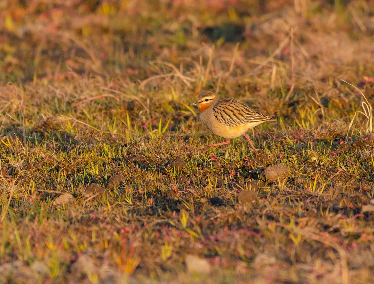 Tawny-throated Dotterel - ML638160153
