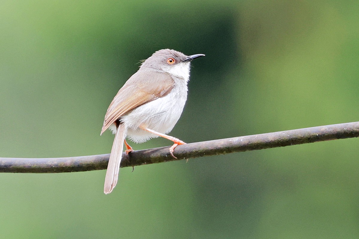 Gray-breasted Prinia - ML638160161