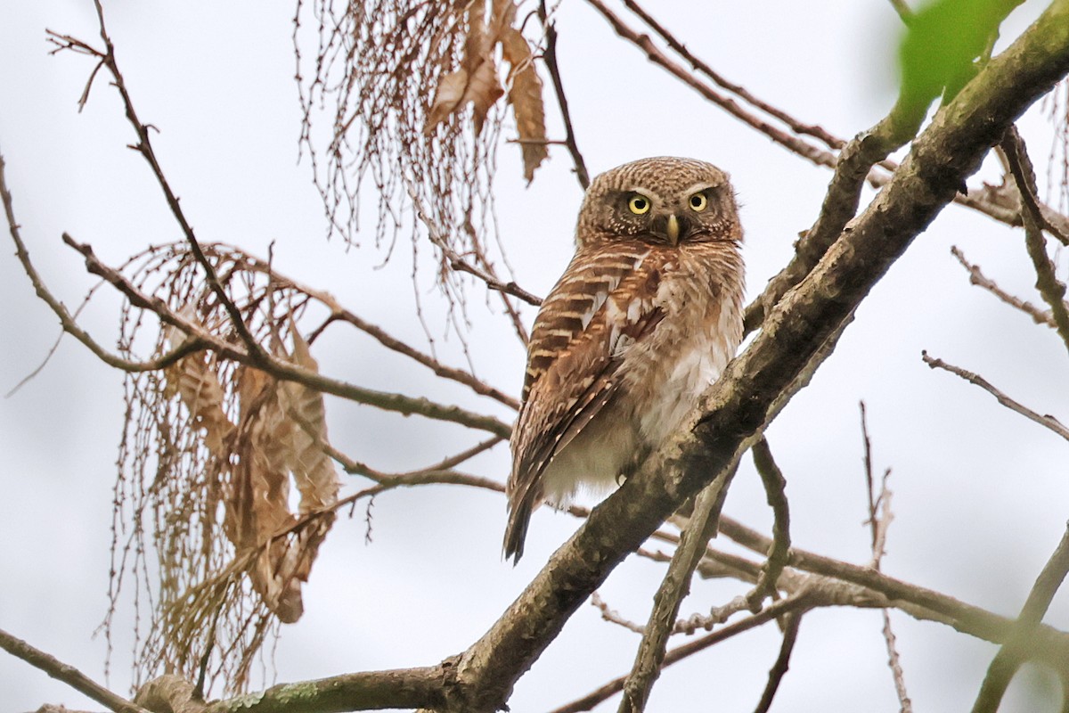 Asian Barred Owlet - ML638160196