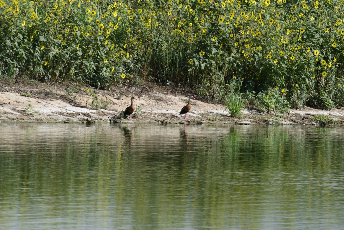 Black-bellied Whistling-Duck - ML638160213