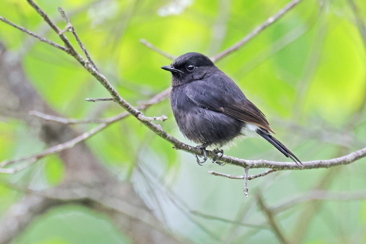 Pied Bushchat - ML638160214