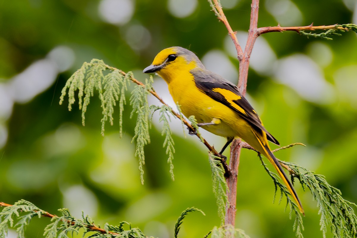 Kırmızı Minivet - ML638160215