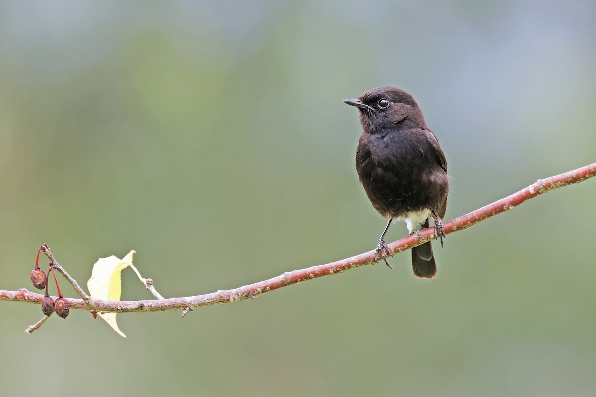 Pied Bushchat - ML638160230