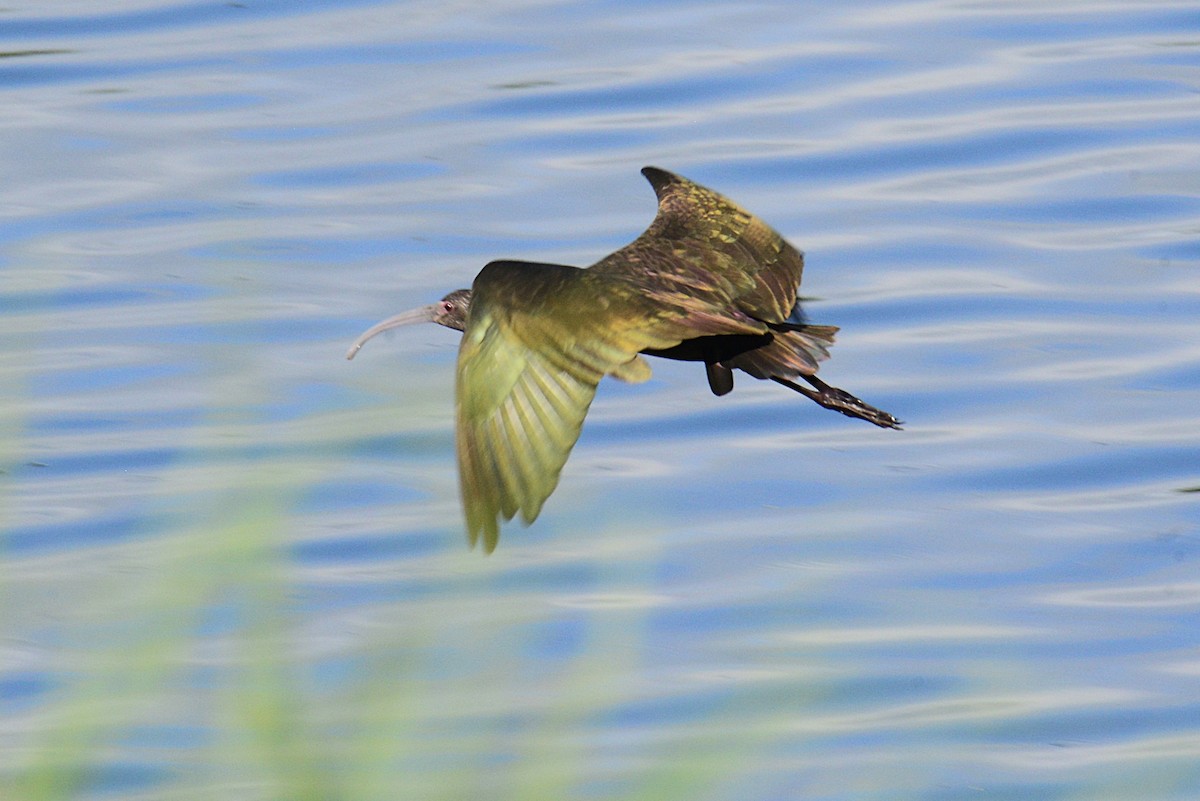 White-faced Ibis - ML638160232