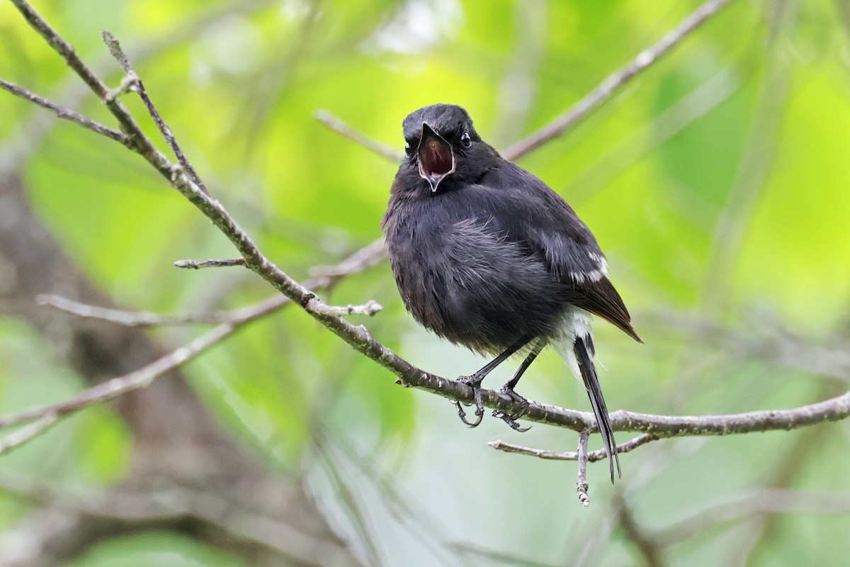 Pied Bushchat - ML638160241