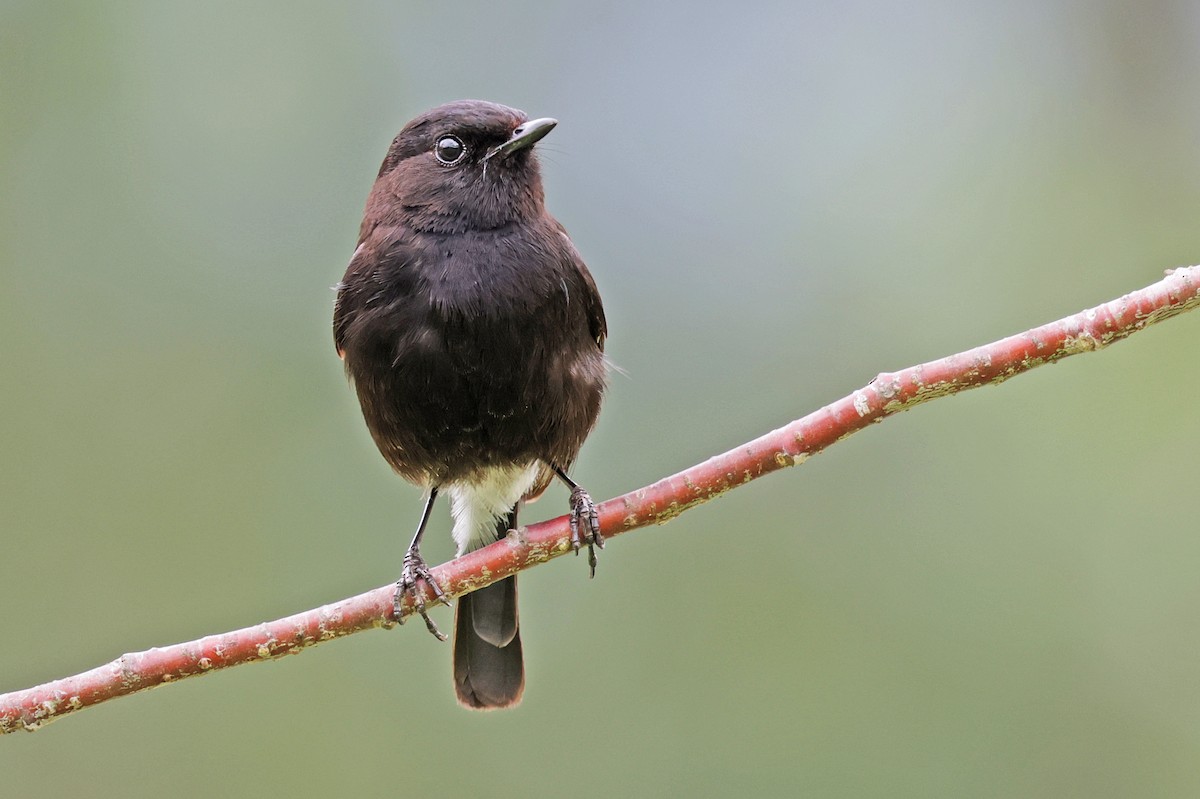 Pied Bushchat - ML638160266