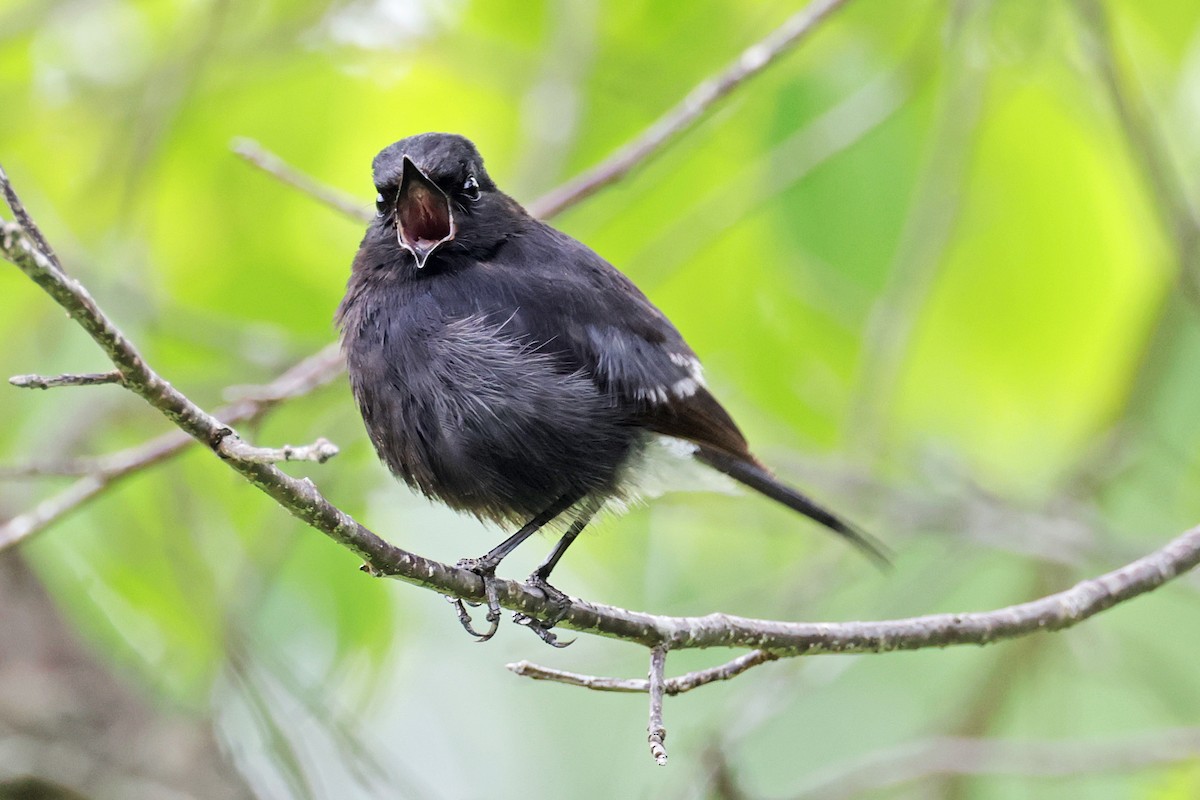 Pied Bushchat - ML638160275