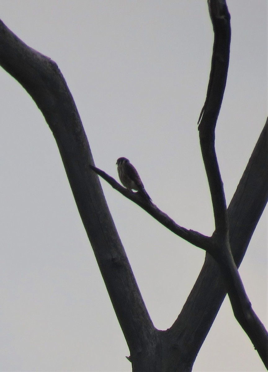 American Kestrel - ML638160294