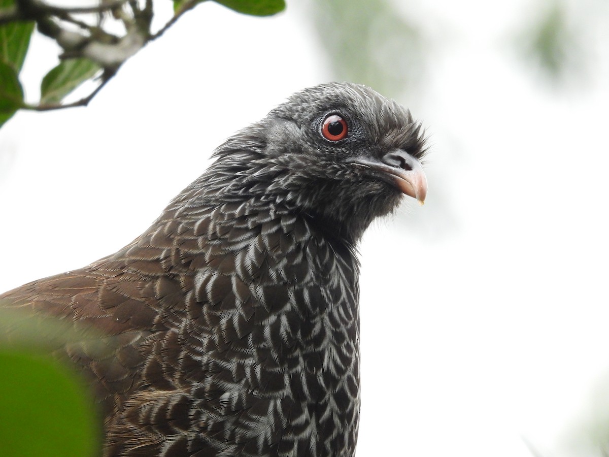 Andean Guan - ML638160296