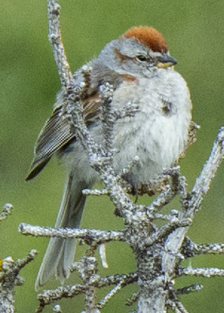 American Tree Sparrow - ML638160308