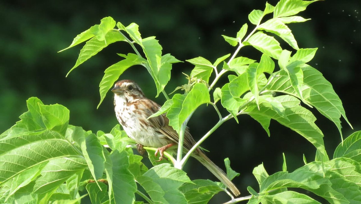 Song Sparrow - ML638160321