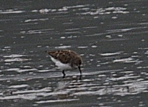Little Stint - ML638160327