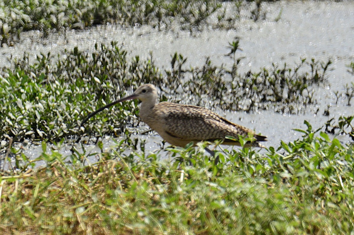 Long-billed Curlew - ML638160329