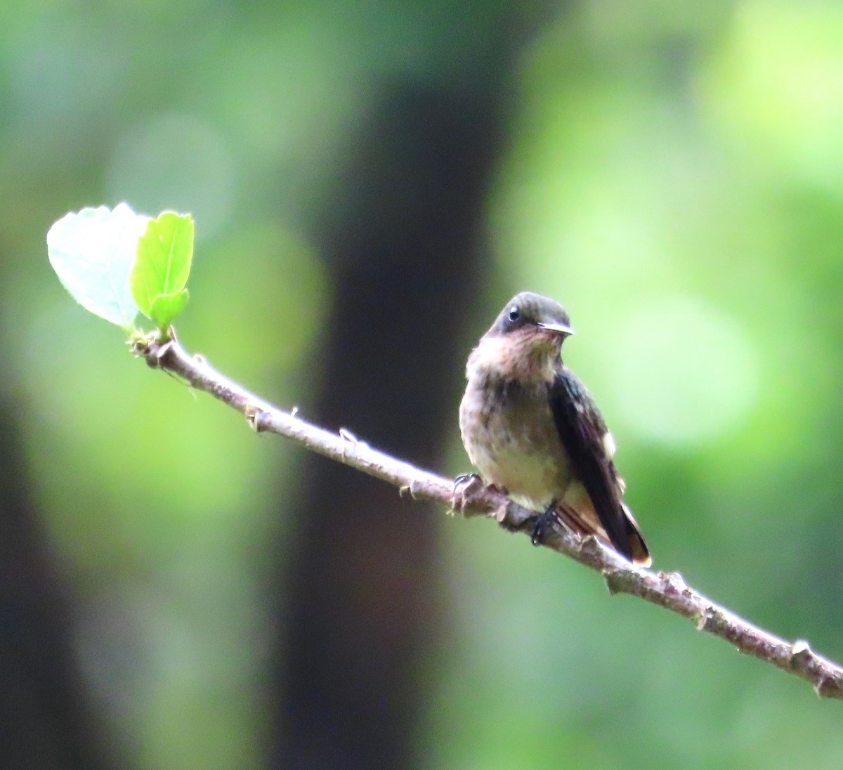 Black-crested Coquette - ML638160348