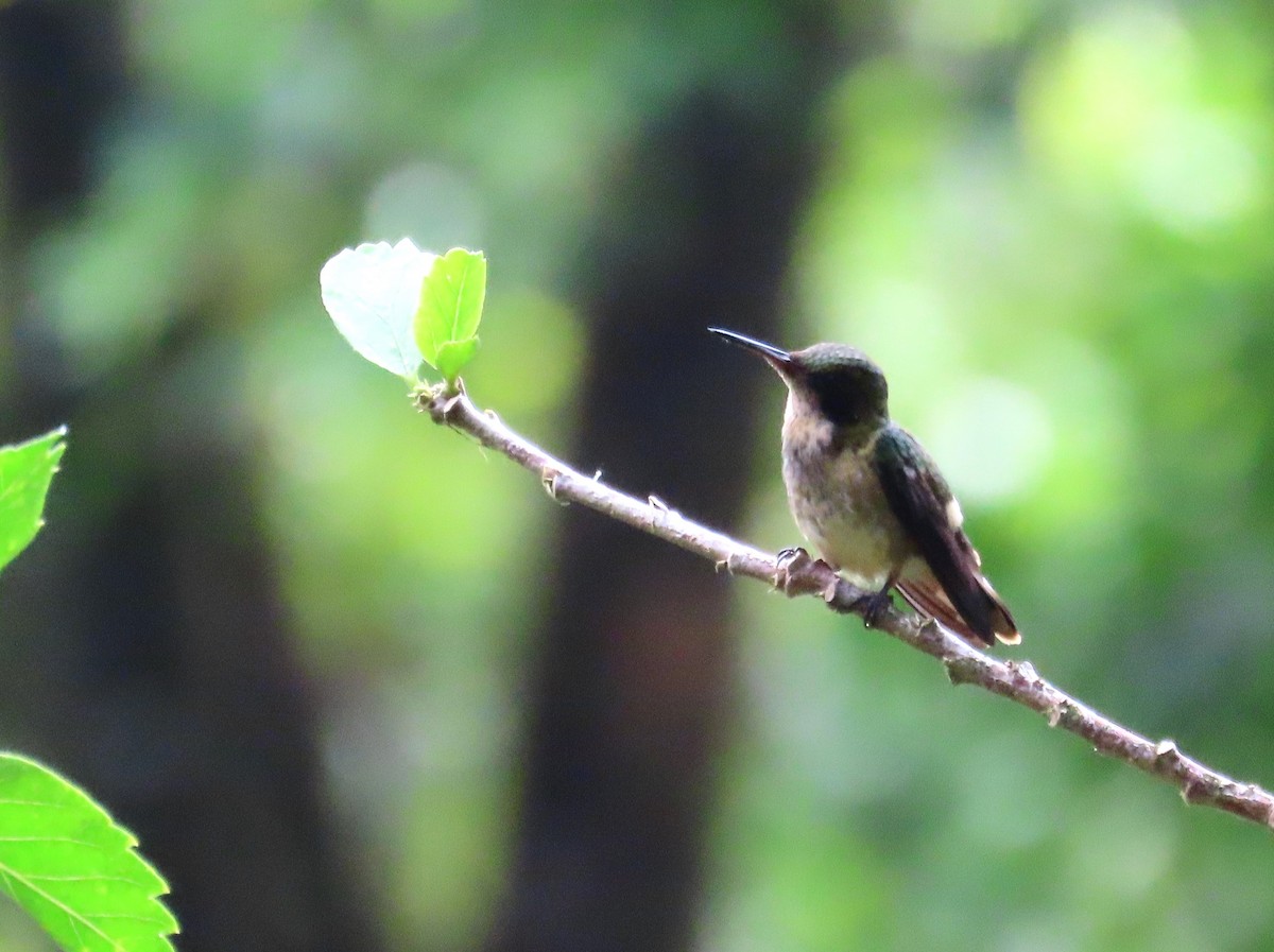Black-crested Coquette - ML638160349