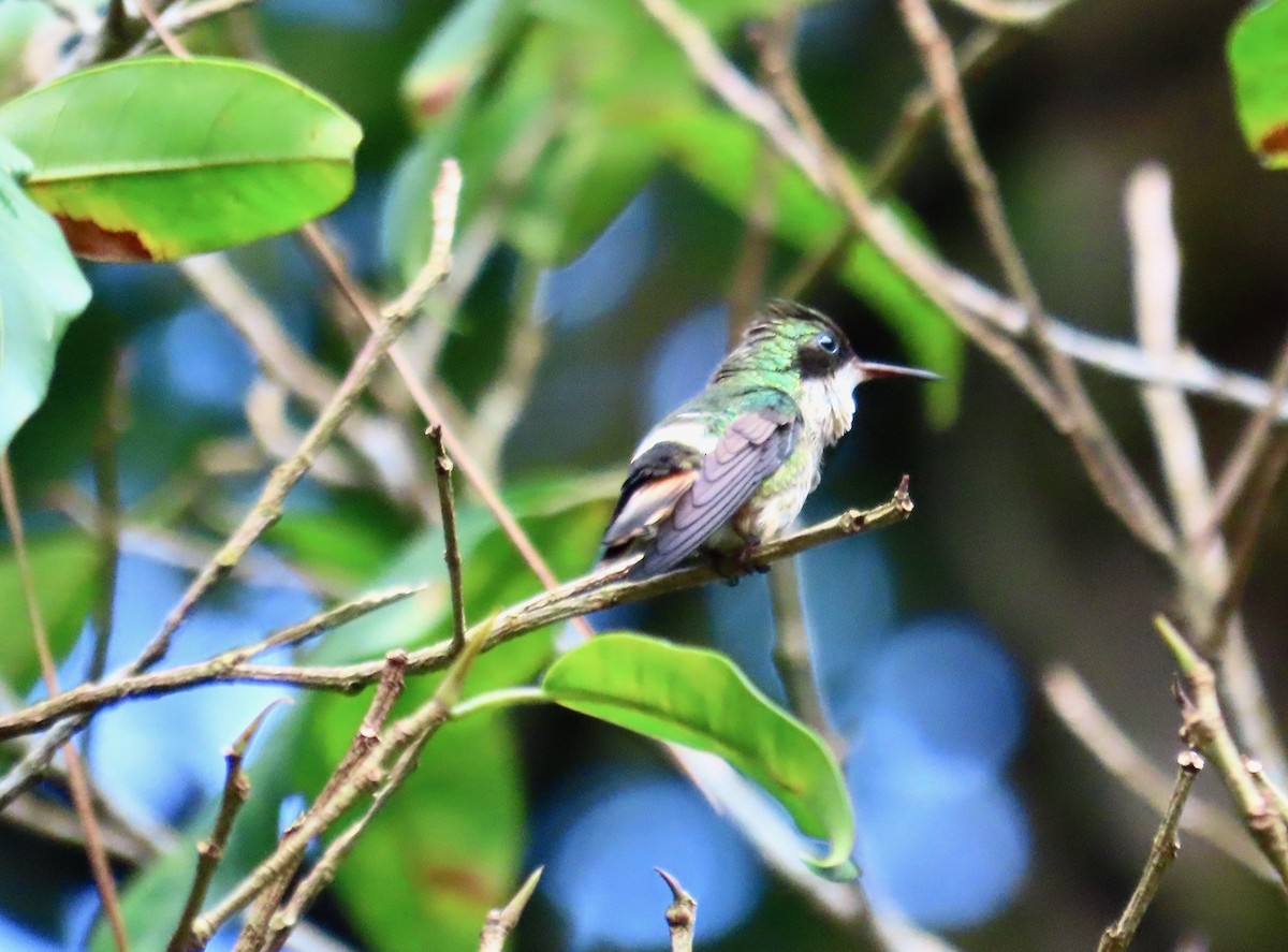 Black-crested Coquette - ML638160350