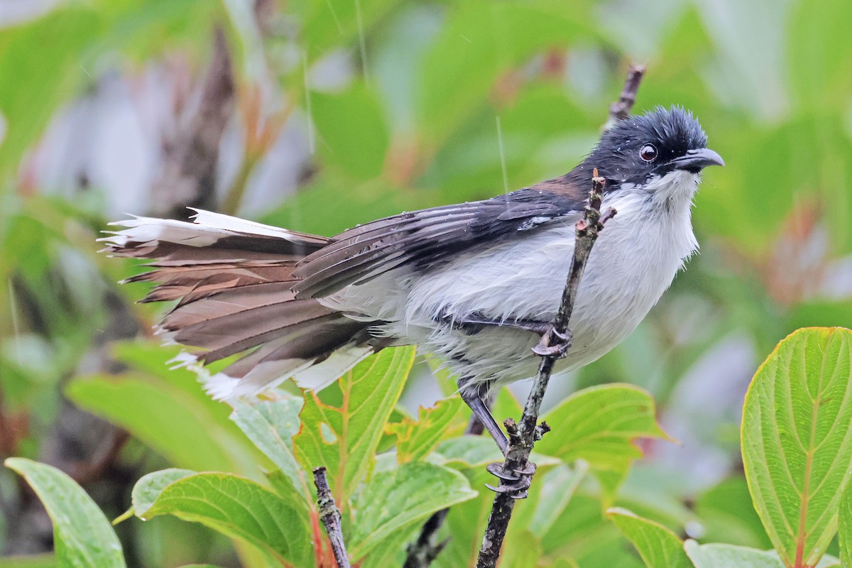 Black-backed Sibia - ML638160353