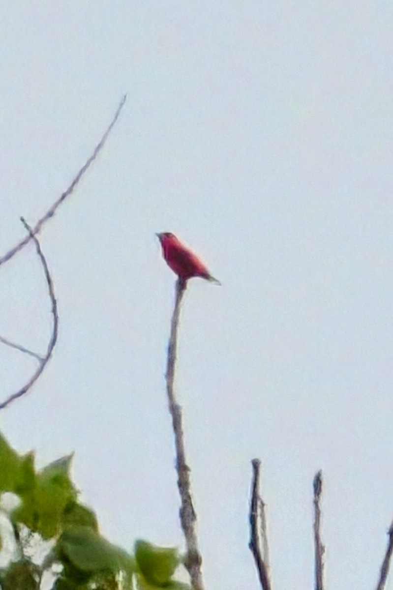 Scarlet Tanager - ML638160374