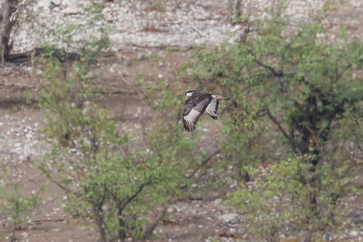 African Hawk-Eagle - ML638160416