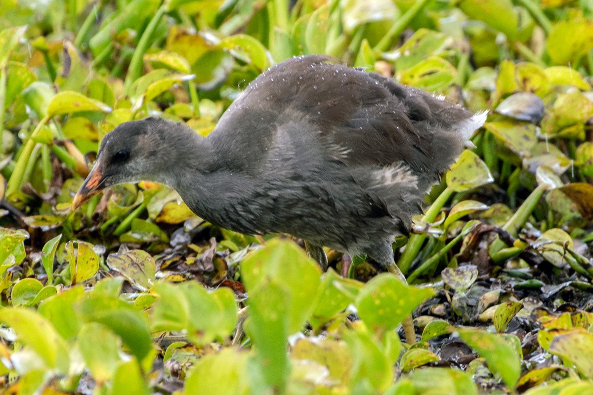 Common Gallinule - ML638160424