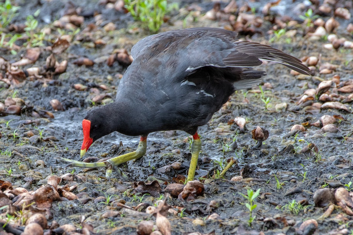 Common Gallinule - ML638160425