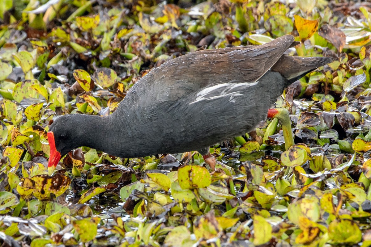 Common Gallinule - ML638160426