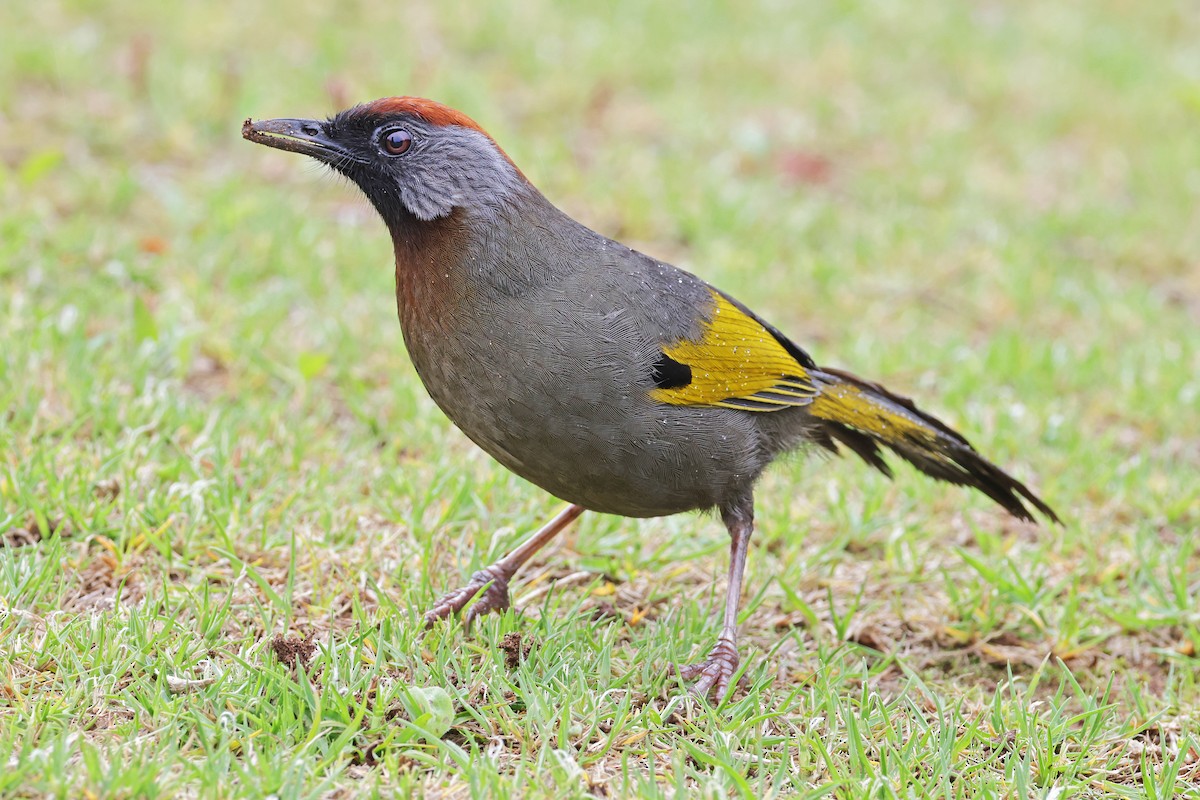 Silver-eared Laughingthrush - ML638160439
