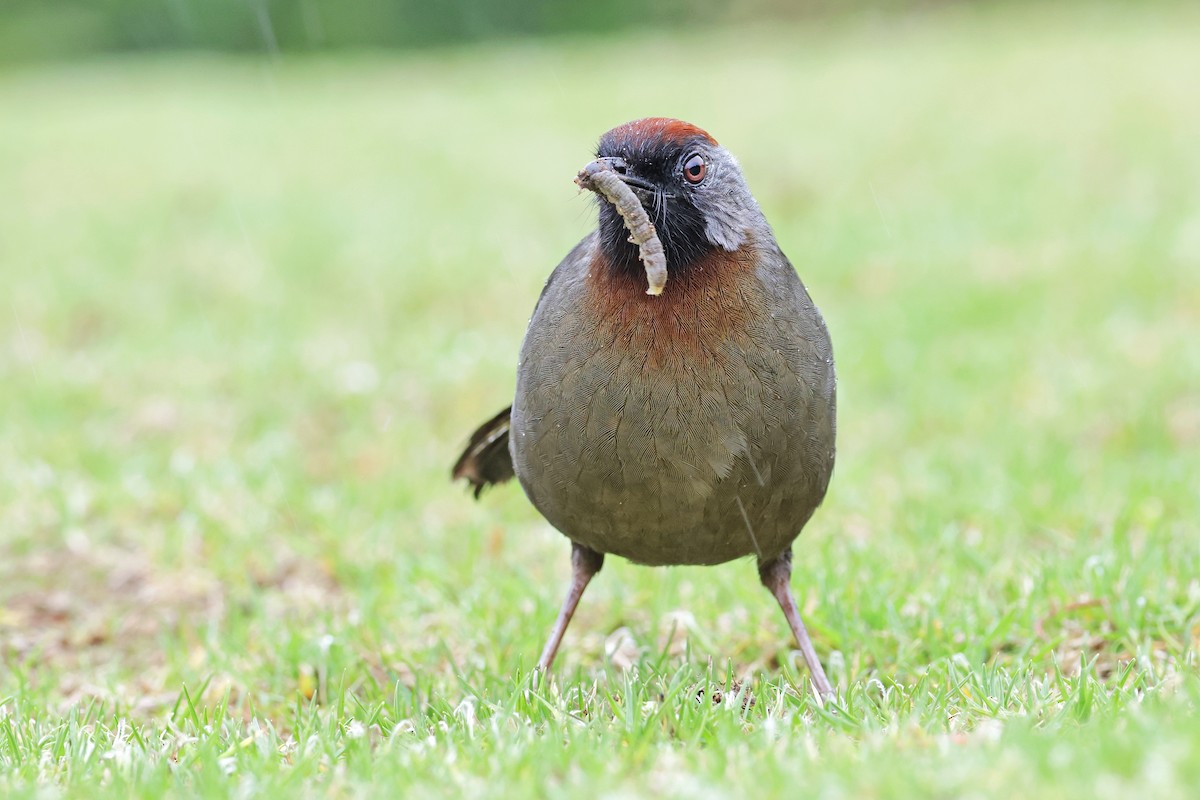 Silver-eared Laughingthrush - ML638160451