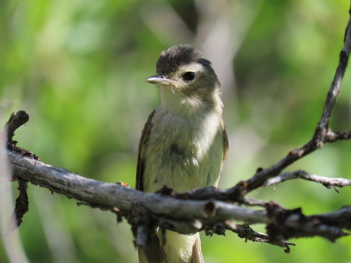 sangvireo - ML638160455