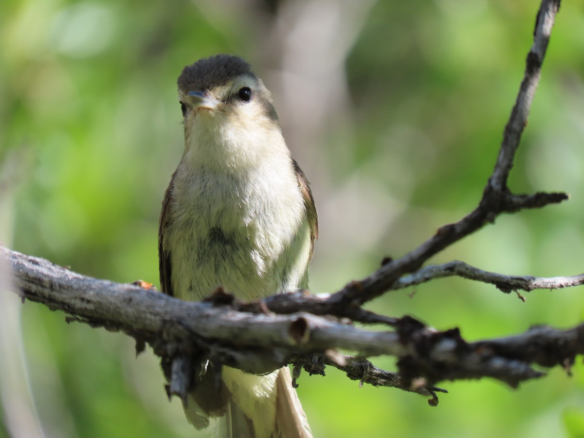 sangvireo - ML638160460