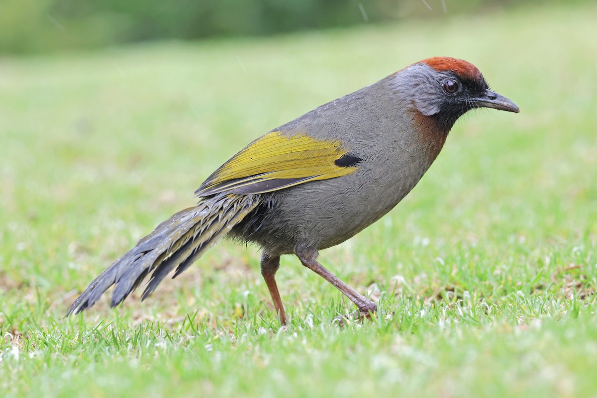 Silver-eared Laughingthrush - ML638160462