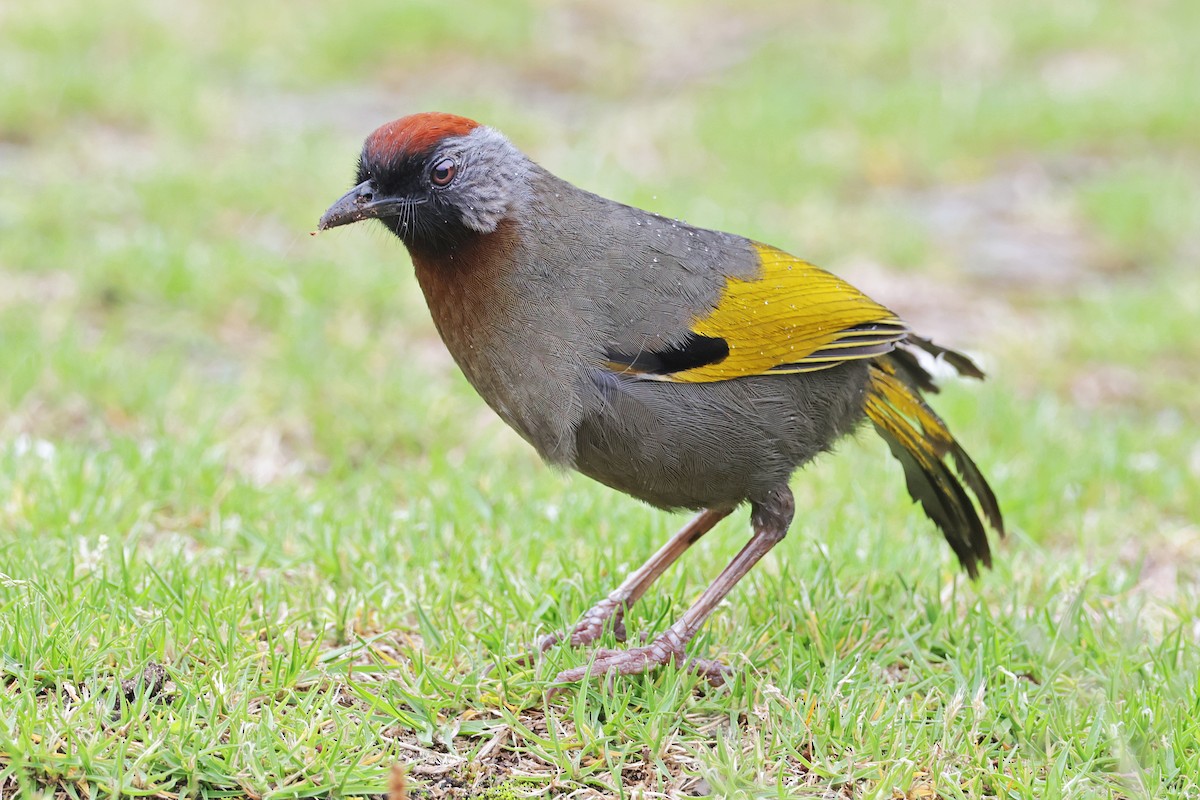 Silver-eared Laughingthrush - ML638160475