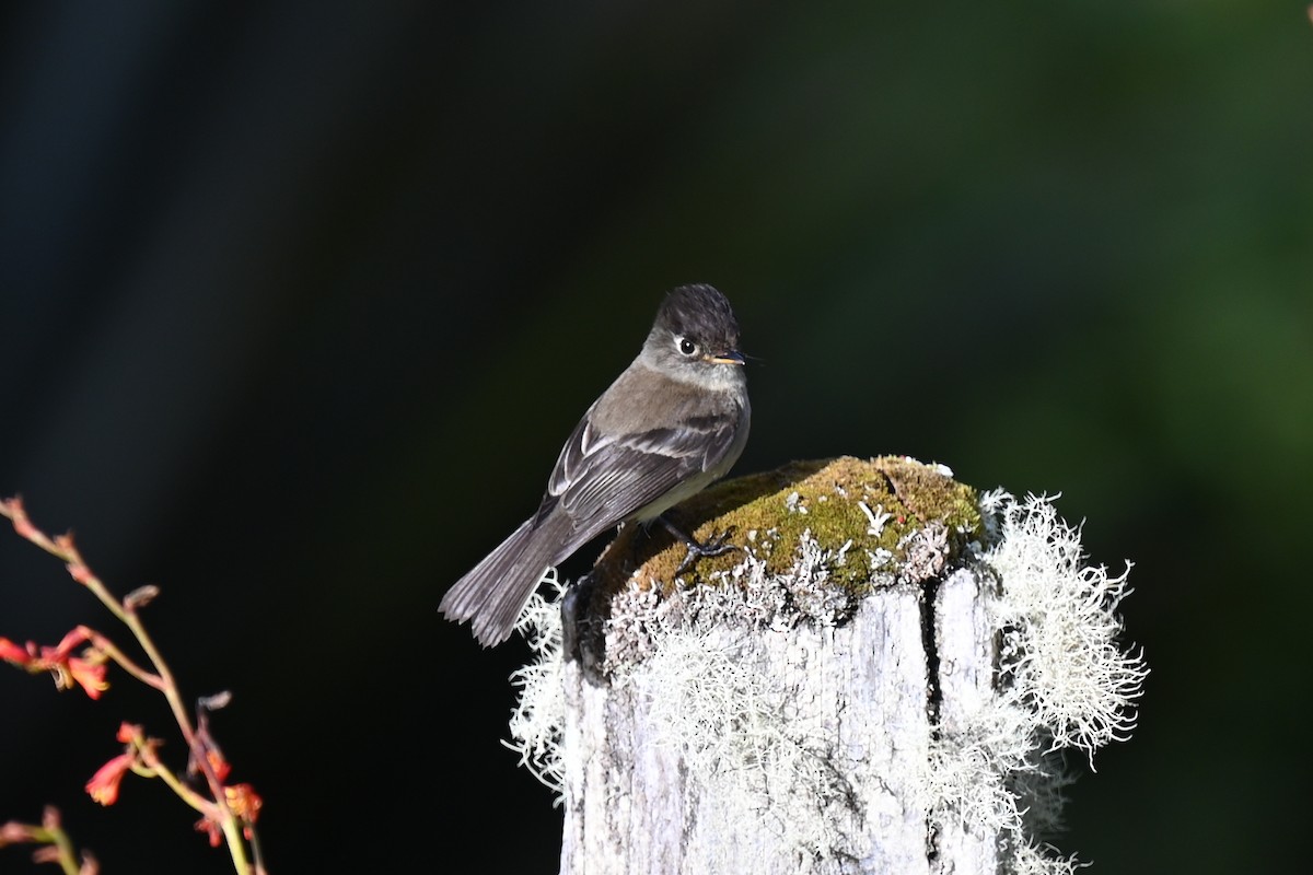 Black-capped Flycatcher - ML638160476