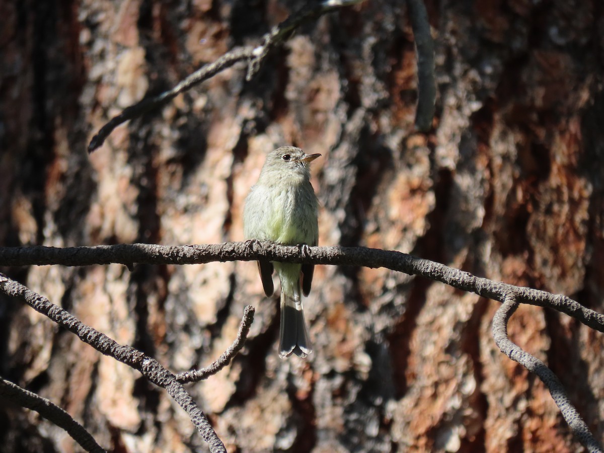 vestempid (occidentalis/hellmayri) (cordilleraempid) - ML638160486