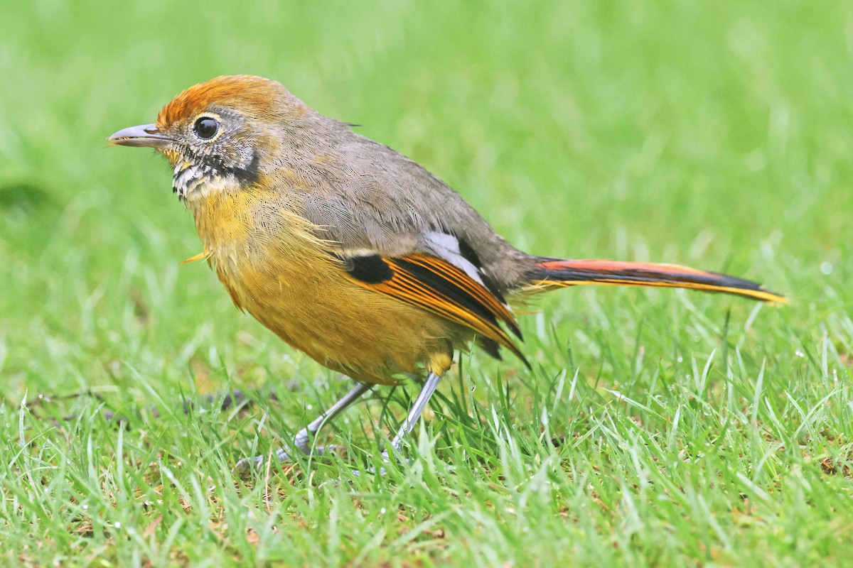 Chestnut-tailed Minla - ML638160489