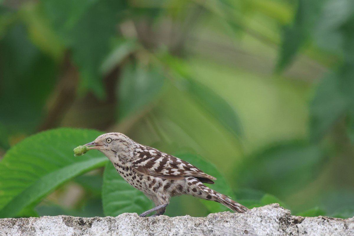 Stripe-backed Wren - ML638160502