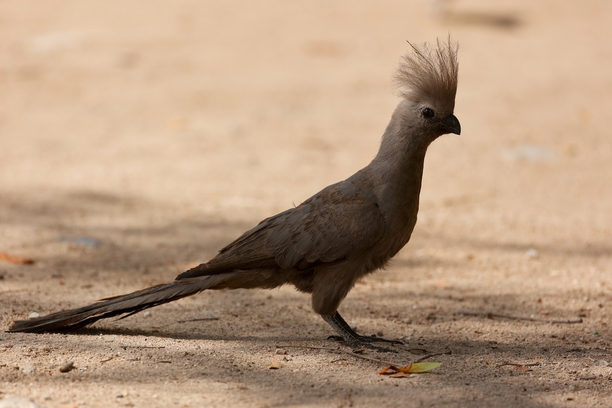 Gray Go-away-bird - ML638160503
