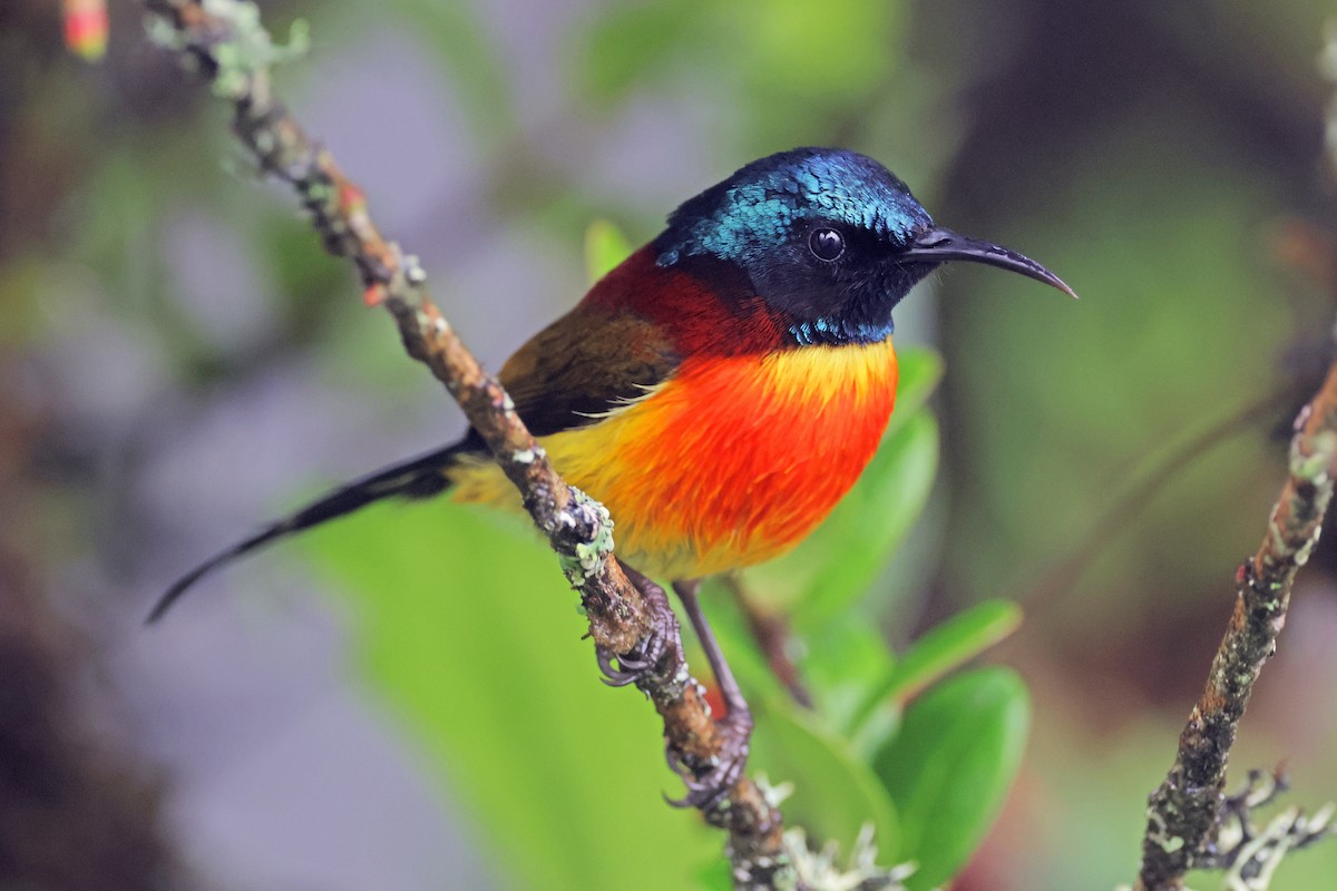 Green-tailed Sunbird (Doi Inthanon) - ML638160508
