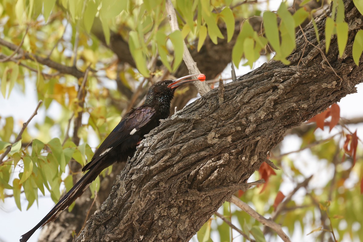 Green/Violet Woodhoopoe - ML638160509